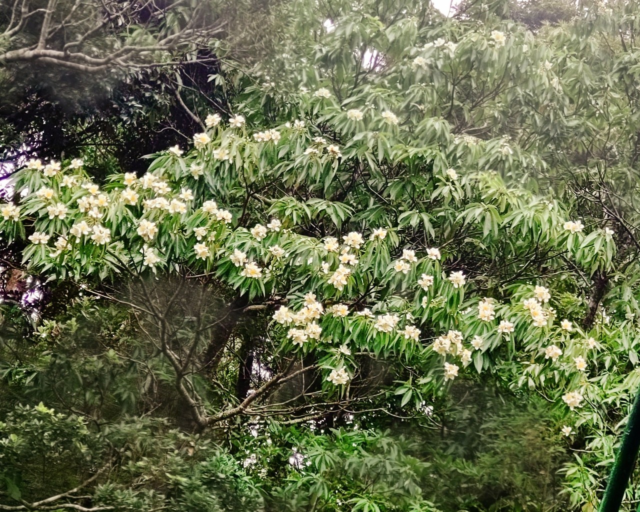 梅雨の訪れ、イジュの花 | Feuchtigkeit98%